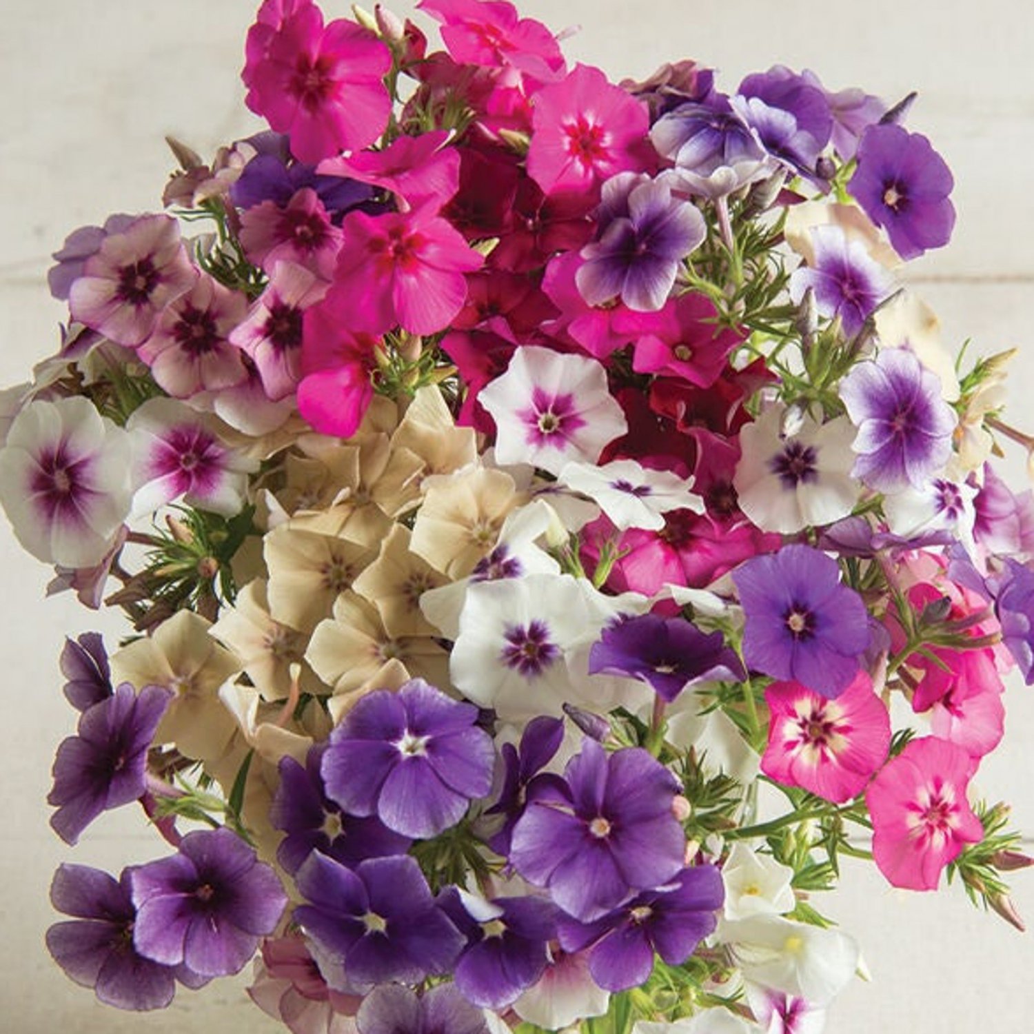 Phlox Art Shades Mix 15 Flower Seeds