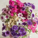 Phlox Art Shades Mix 15 Flower Seeds