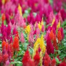 Celosia Pampas Plume Celosia Argentea Plumosa 50 Flower Seeds