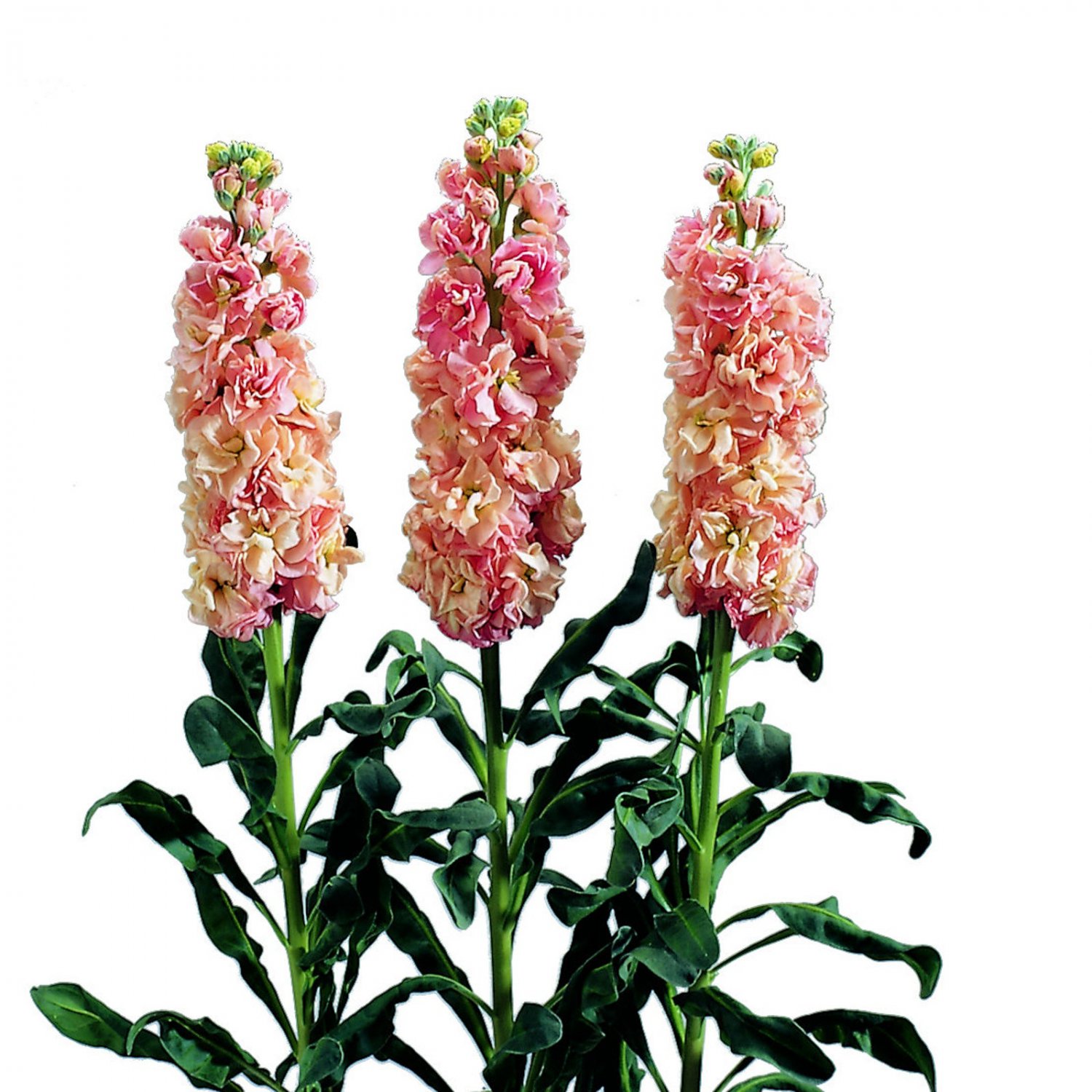 Stock Iron Apricot Column Stock 20 Flower Seeds
