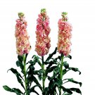 Stock Iron Apricot Column Stock 20 Flower Seeds