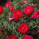 Moss Rose Red Portulaca Grandiflora 50 Flower Seeds