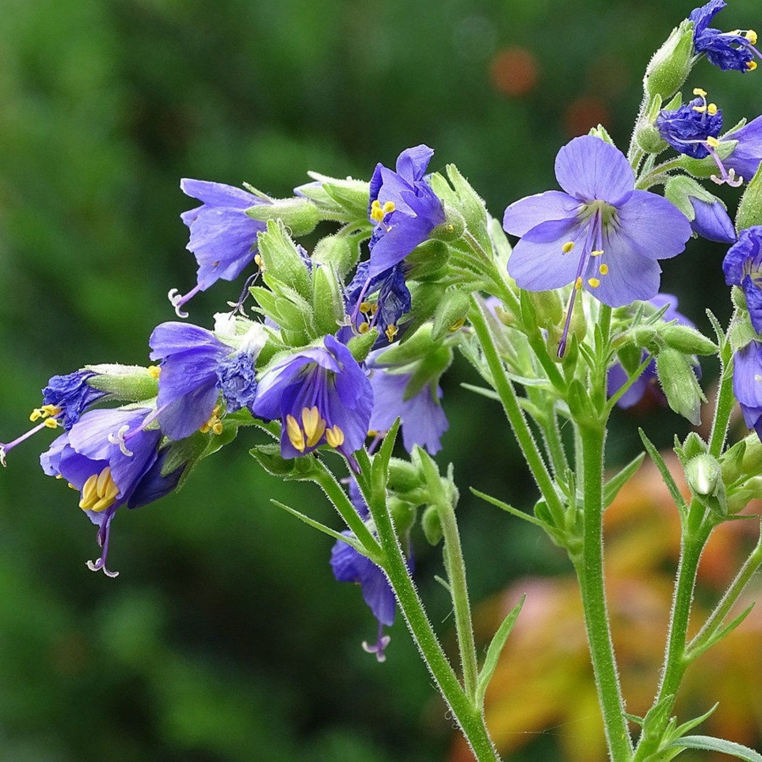 Jacob&acirc;��S Ladder Kashmir 25 Flower Seeds