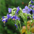Jacob’S Ladder Kashmir 25 Flower Seeds