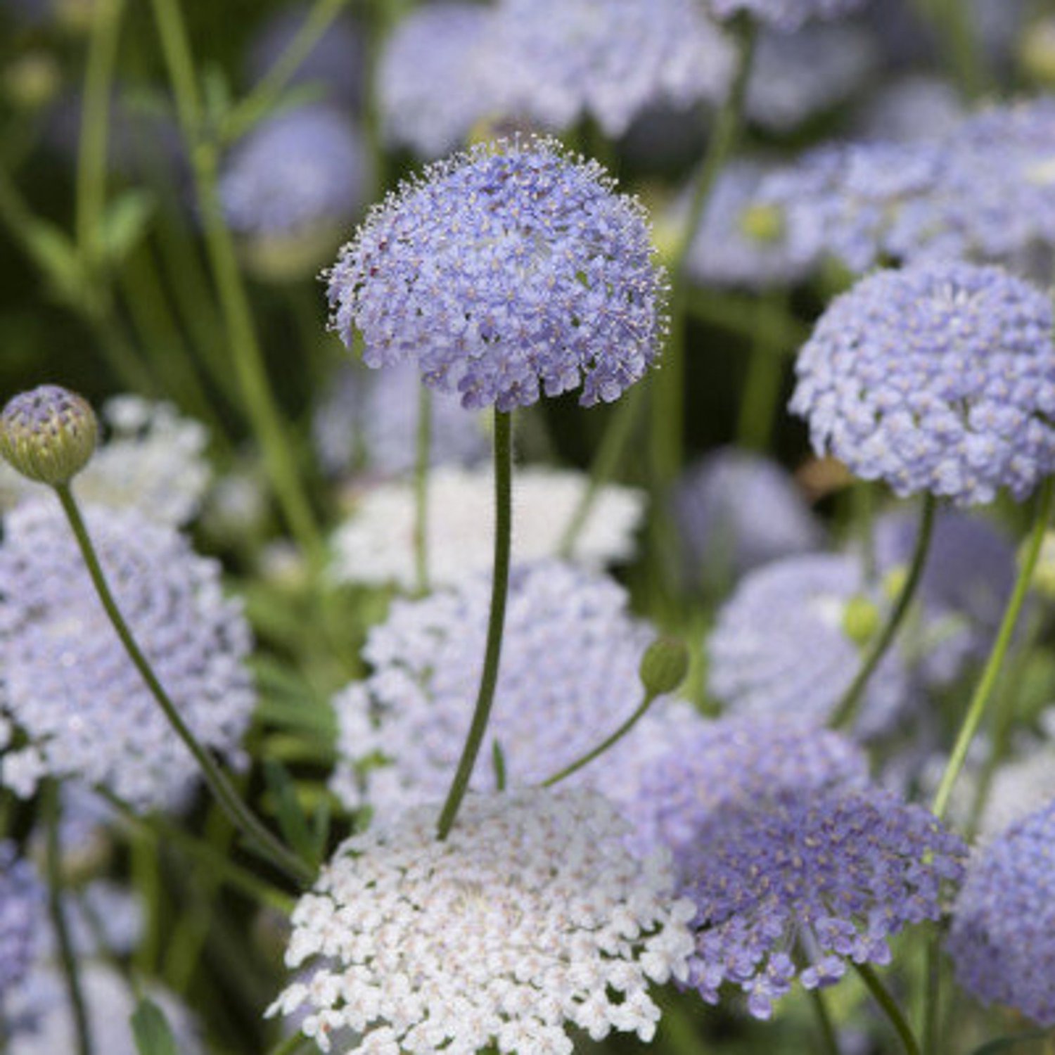 Blue Lace Flower Didiscus Caerulea Lacy Blue 40 Flower Seeds