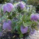 Pulsatilla Tatewakii Pasque Flower 10 Flower Seeds