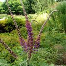 Amorpha Nana Fragrant False Indigo 15 Flower Seeds
