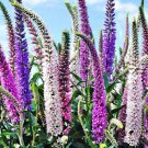 Veronica Spicata Sightseeing Mix 50 Flower Seeds
