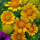 Gaillardia Grandiflora Arizona Apricot Blanket Flower 25 Flower Seeds