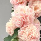 Alcea Rosea Chater’S Chamois Hollyhock 10 Flower Seeds