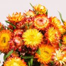 Strawflower King Size Orange Helichrysum Bracteatum 50 Flower Seeds