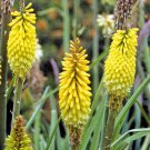Kniphofia Citrina Red Hot Poker 15 Flower Seeds