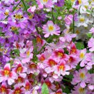 Schizanthus Angel Wings Mix Butterfly Flower 25 Flower Seeds