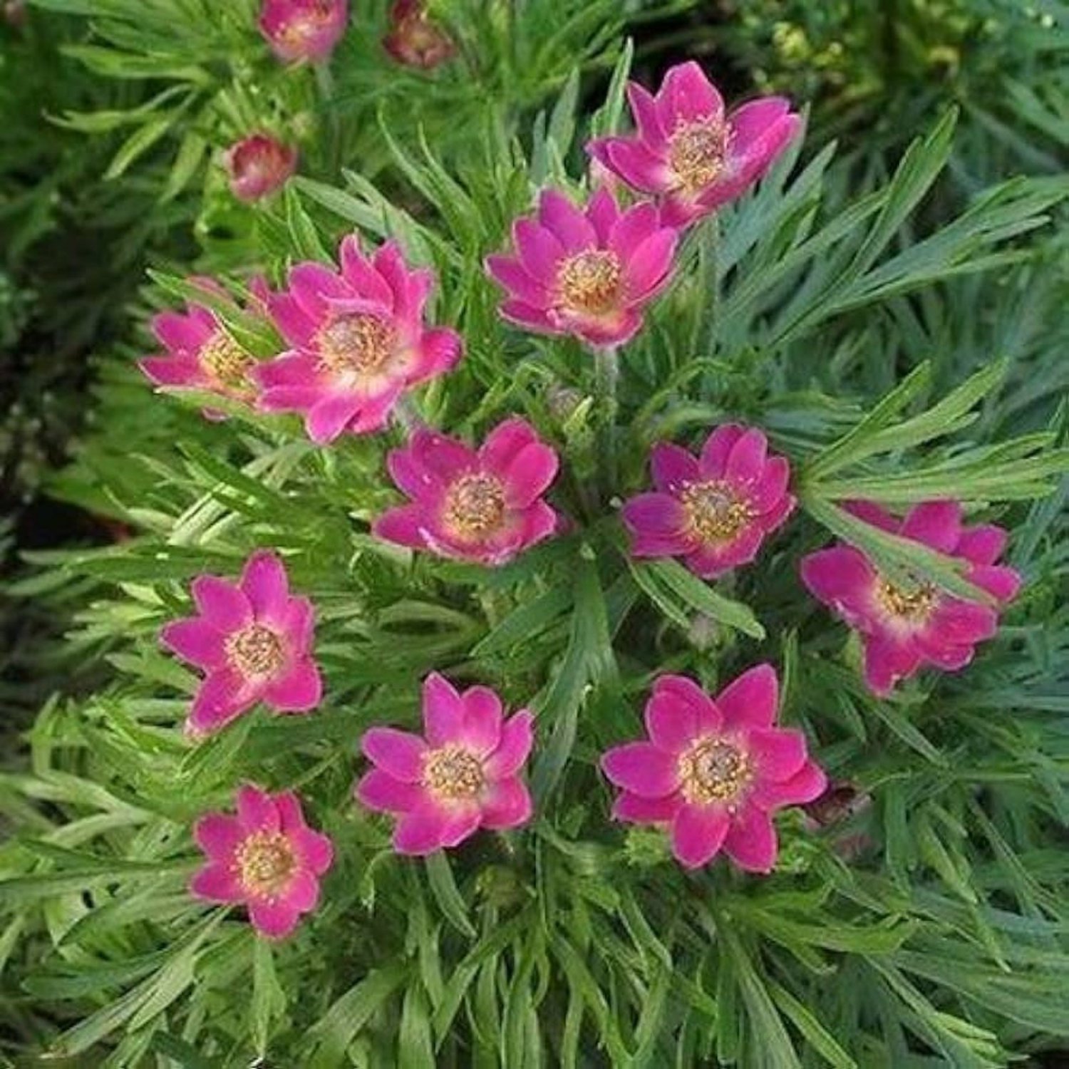 Anemone Multifida Annabella Deep Pink 20 Flower Seeds