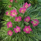 Anemone Multifida Annabella Deep Pink 20 Flower Seeds