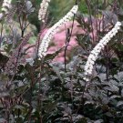 Cimicifuga Ramosa Atropurpurea Black Bugbane 15 Flower Seeds