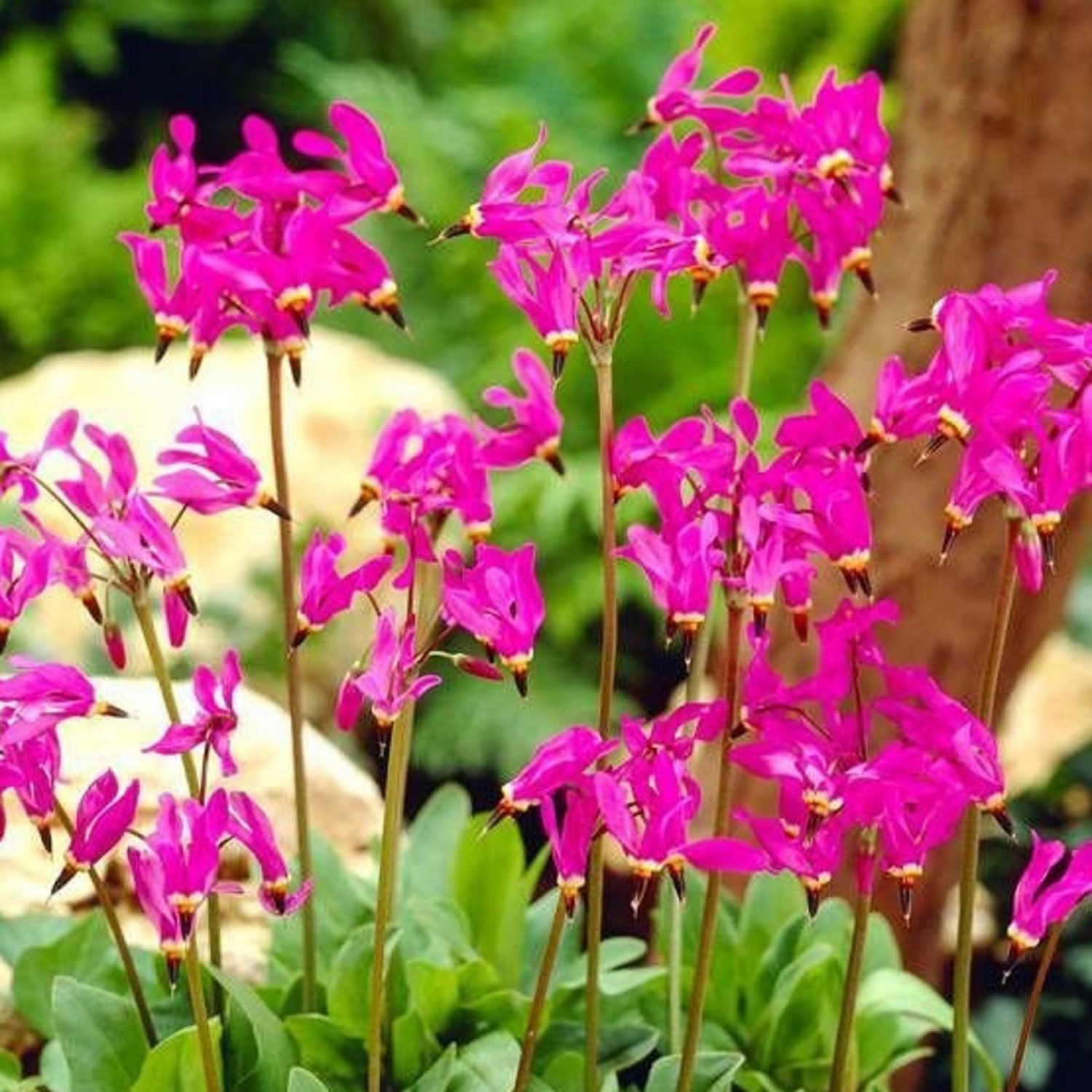 Dodecatheon Meadia Red Colors Shooting Star 20 Flower Seeds
