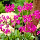 Dodecatheon Meadia Red Colors Shooting Star 20 Flower Seeds