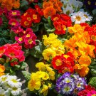 Primula X Pubescens 20 Flower Seeds