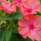 Four O’ Clock Salmon Sunset Mirabilis Jalapa 20 Flower Seeds