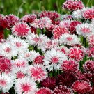 Centaurea Cyanus Classic Romantic Bachelor Button Cornflower 100 Flower Seeds