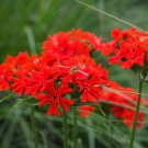 Lychnis Chalcedonica Maltese Cross 30 Flower Seeds