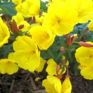 Oenothera Missouriensis Dwarf Evening Primrose 50 Flower Seeds