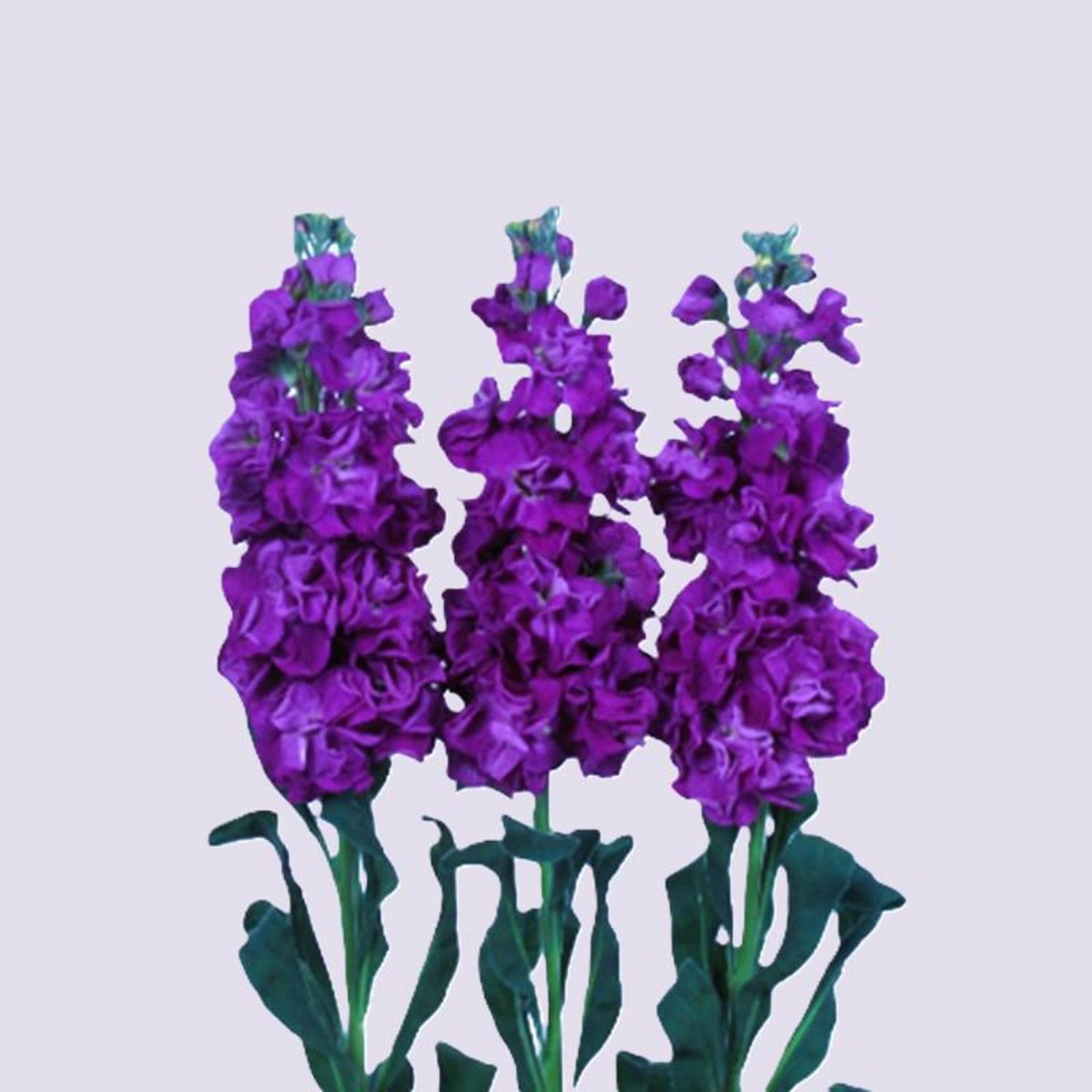 Stock Iron Purple Column Stock 15 Flower Seeds
