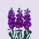 Stock Iron Purple Column Stock 15 Flower Seeds