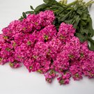 Stock Iron Rose Column Stock 15 Flower Seeds