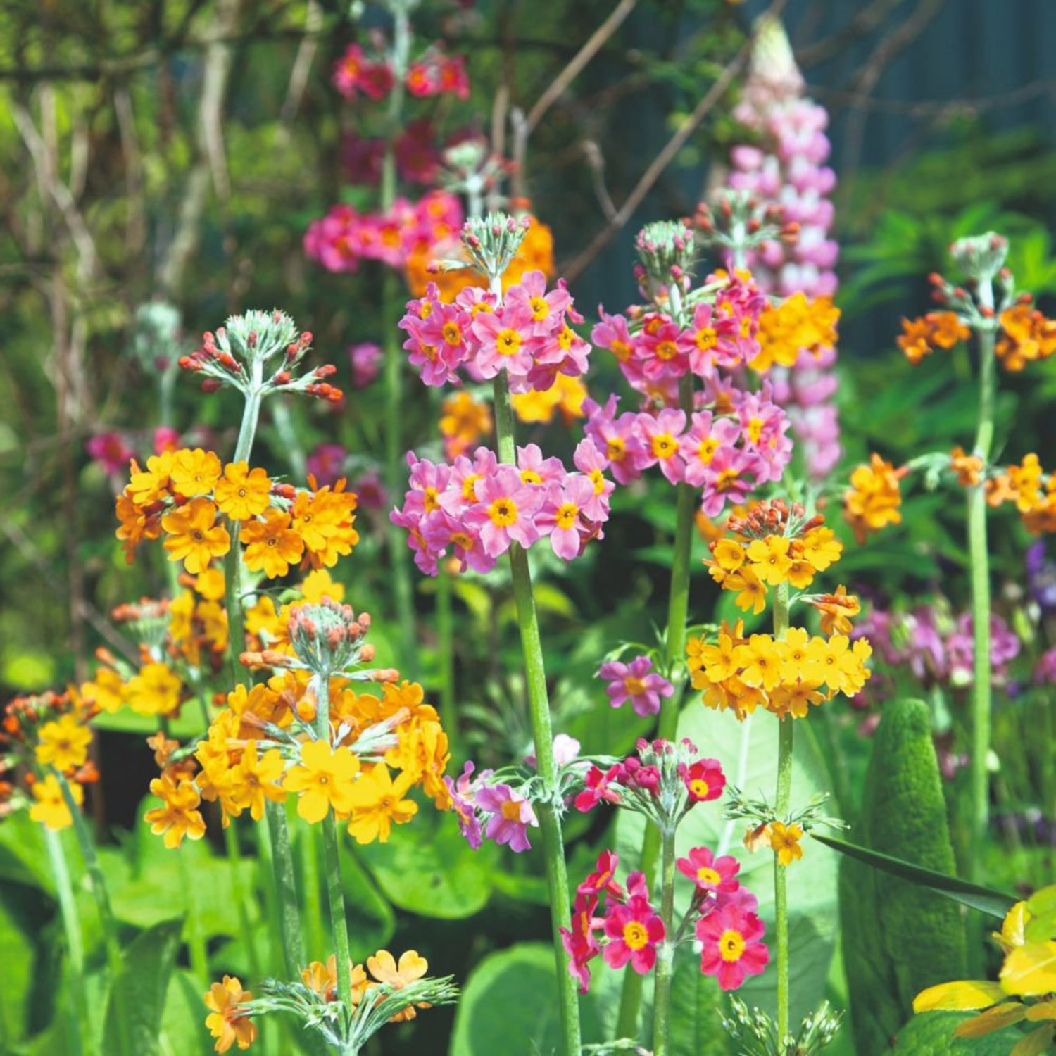Primula Candelabra Oriental Sunrise Inshriach 35 Flower Seeds