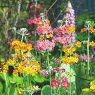 Primula Candelabra Oriental Sunrise Inshriach 35 Flower Seeds