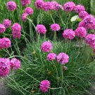 Armeria Maritima Splendens Sea Thrift Or Sea Pink 15 Flower Seeds