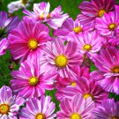 Cosmos Rosetta Cosmos Bipinnatus 20 Flower Seeds