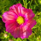 Cosmos Xsenia Cosmos Bipinnatus 25 Flower Seeds