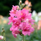 Snapdragon Madame Butterfly Rose Antirrhinum 30 Flower Seeds