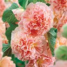 Alcea Rosea Peaches N Dreams Hollyhock 10 Flower Seeds