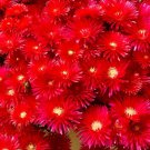 Ice Plant Gelato Bright Red Dorotheanthus Bellidiformia 100 Flower Seeds
