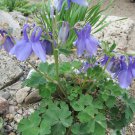 Aquilegia Flabellata Var. Pumila ‘Selection’ Columbine 15 Flower Seeds