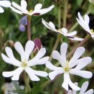 Zaluzianskya Capensis Midnight Candy Night Phlox 30 Flower Seeds