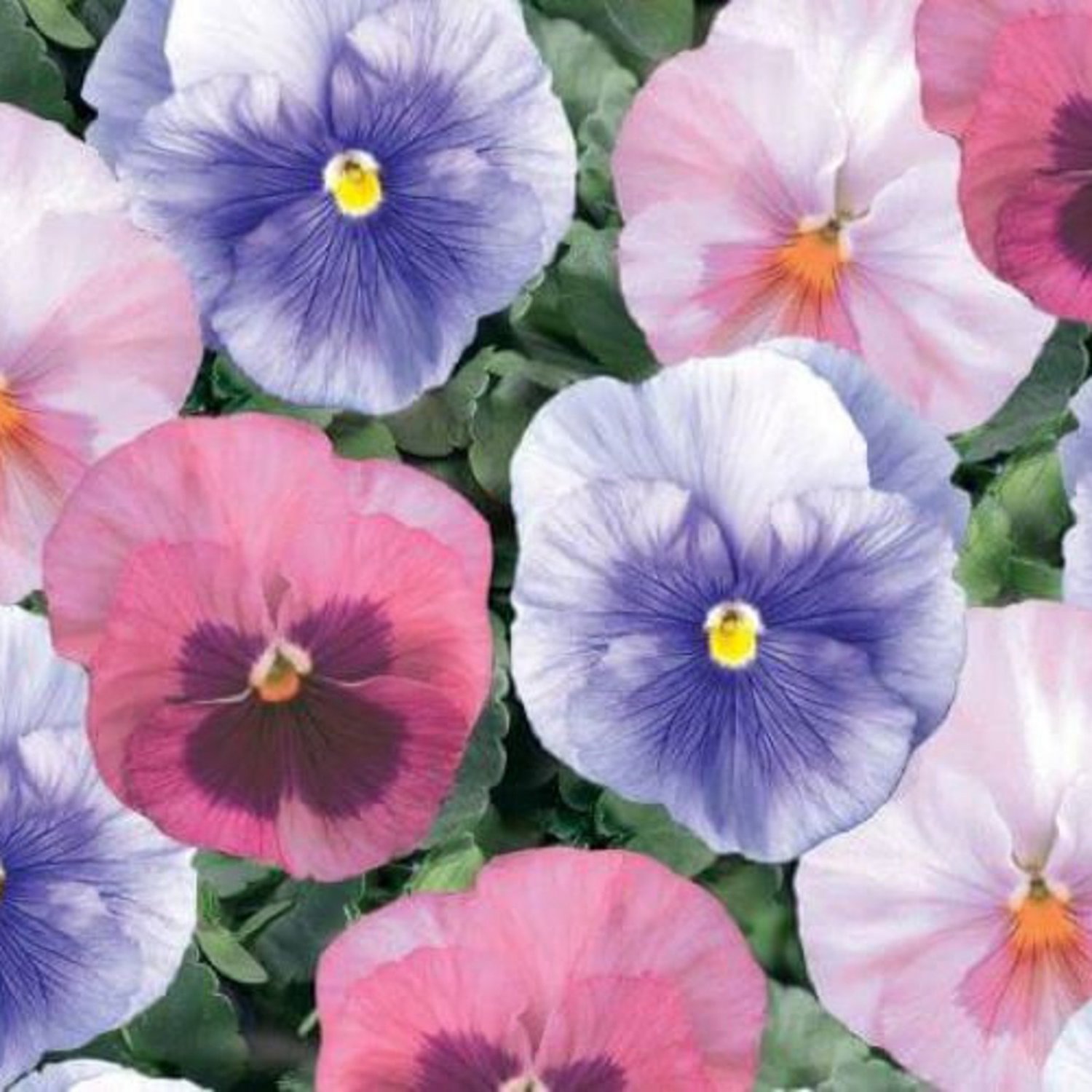Pansy Cotton Candy Mix 25 Flower Seeds