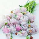 Didiscus Lacy Pink Pink Lace Flower 30 Flower Seeds