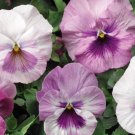 Pansy Pink Shades 25 Flower Seeds