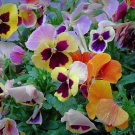Pansy Watercolor Mix 25 Flower Seeds