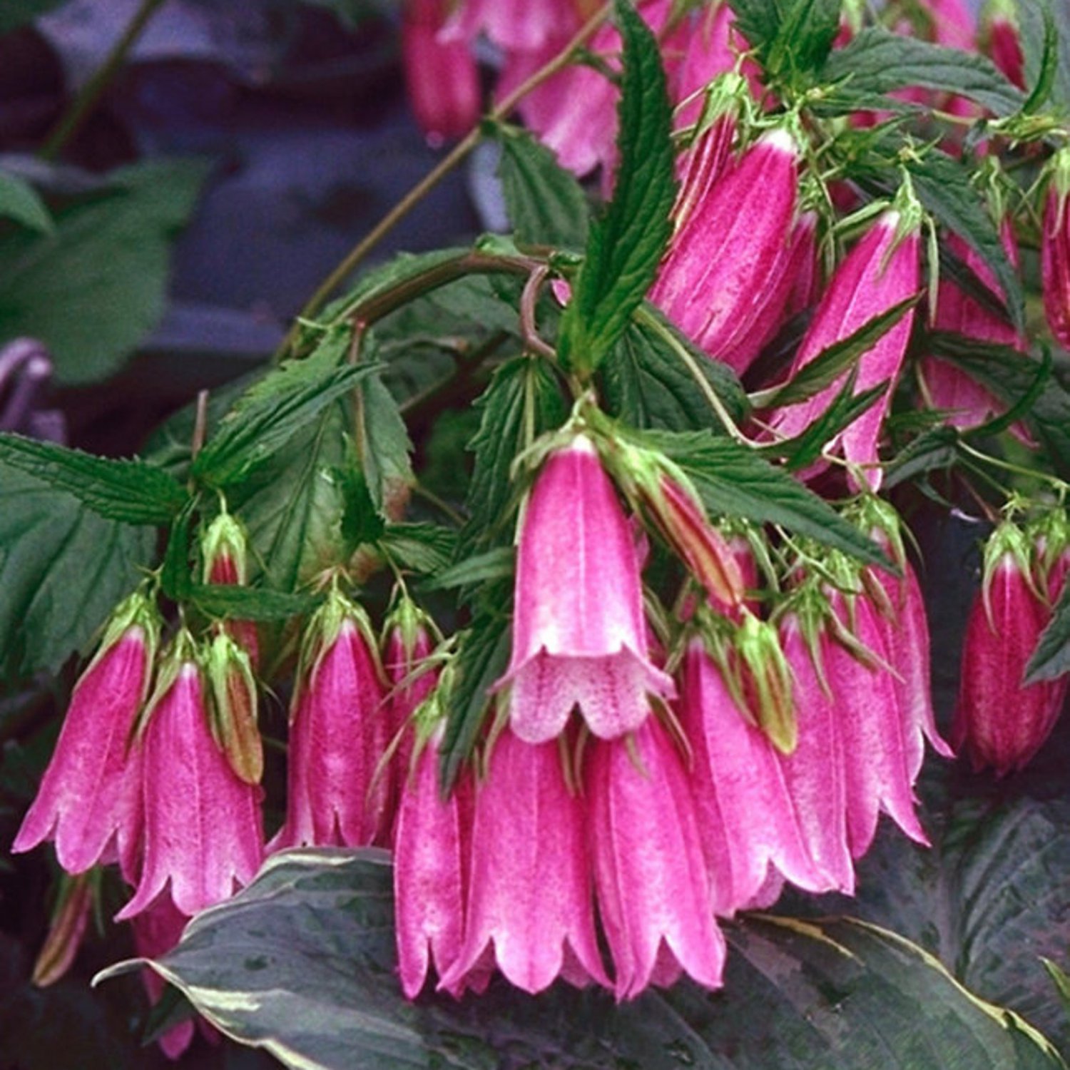 Campanula Punctata Rubriflora Cherry Bells Spotted Bell Flower 50 Flower Seeds