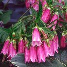 Campanula Punctata Rubriflora Cherry Bells Spotted Bell Flower 50 Flower Seeds