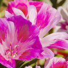 Godetia Grace Rose Pink Clarkia Amoena 15 Flower Seeds