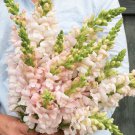 Snapdragon Costa Silver Antirrhinum 20 Flower Seeds