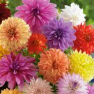 Dahlia Watercolor Mix 10 Flower Seeds