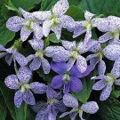 Viola Dark Freckles 20 Flower Seeds